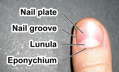 nail plate